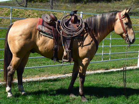 2HH, 2009, Palomino QH Gelding Dallas, <b>TX</b> $25,000 Ichi Spotz-14. . Roping horses for sale in texas